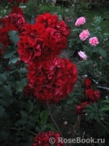 Roter Korsar Roter Korsar