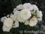 White Meillandina White Meillandina