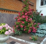 Excelsa Excelsa