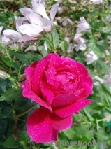 Soul ® Soul ®