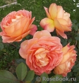 Lady of Shalott Lady of Shalott