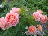 Lady of Shalott Lady of Shalott