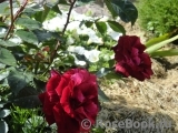 Deep Impression