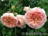 Abraham Darby Abraham Darby