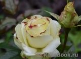 Alabaster Alabaster