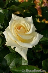 Wainwright Rose, The Wainwright Rose, The