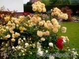 Crown Princess Margareta® Crown Princess Margareta®