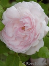Eglantyne® Eglantyne®