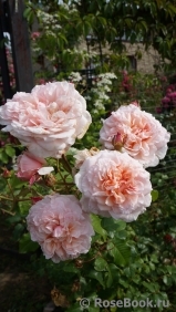Rose de Tolbiac ® Rose de Tolbiac ®