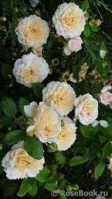 English Garden® English Garden®