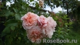 Rose de Tolbiac ® Rose de Tolbiac ®