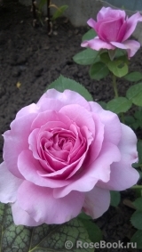 Lavender Ice Lavender Ice