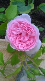The Wedgwood Rose The Wedgwood Rose