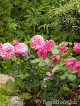 Baronesse Baronesse