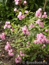 Heavenly Pink Heavenly Pink