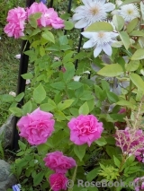 Zephirine Drouhin Zephirine Drouhin