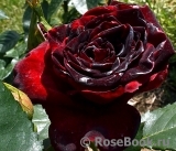 Black Baccara Black Baccara