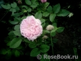 Mary Rose Mary Rose