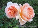 Abraham Darby Abraham Darby