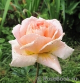 Abraham Darby Abraham Darby