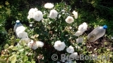 White Meidiland White Meidiland