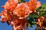 Westerland Westerland