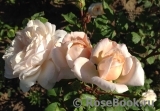 Crocus Rose® Crocus Rose®