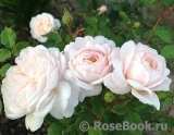Crocus Rose® Crocus Rose®