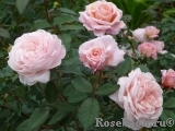 A Shropshire Lad A Shropshire Lad
