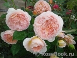 Abraham Darby Abraham Darby