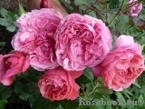 Laduree ® Laduree ®