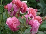 Laduree ® Laduree ®
