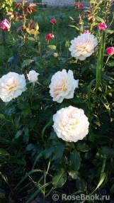 Chandos Beauty Chandos Beauty