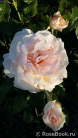 Chandos Beauty Chandos Beauty