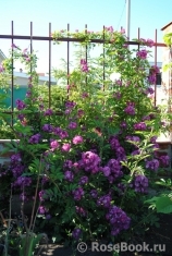 Perennial Blue