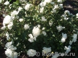 White Meidiland White Meidiland