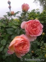 Abraham Darby Abraham Darby