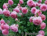Jubilee Celebration® Jubilee Celebration®