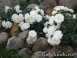 White Meidiland White Meidiland