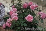 Rosenfee Rosenfee
