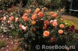 Lady of Shalott Lady of Shalott