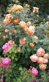 Lady of Shalott Lady of Shalott