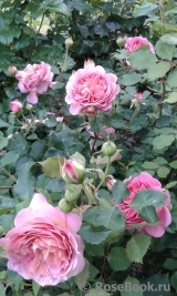 Boscobel Boscobel