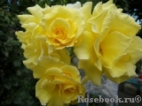 Goldener Olymp Goldener Olymp