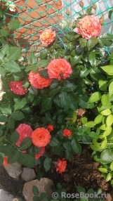 For You With Love For You With Love
