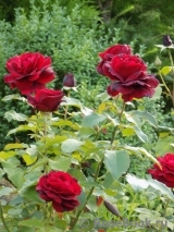 Le Rouge et le Noir Le Rouge et le Noir