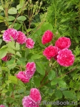 Morden Ruby Morden Ruby