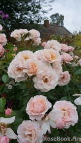 Twiggy’s Rose Twiggy’s Rose
