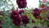 Burgundy Ice Burgundy Ice