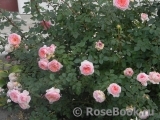 Abraham Darby Abraham Darby